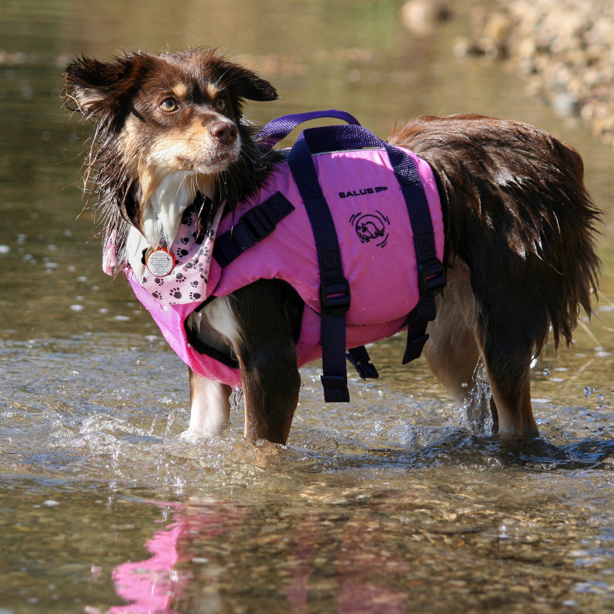 Dog in water.