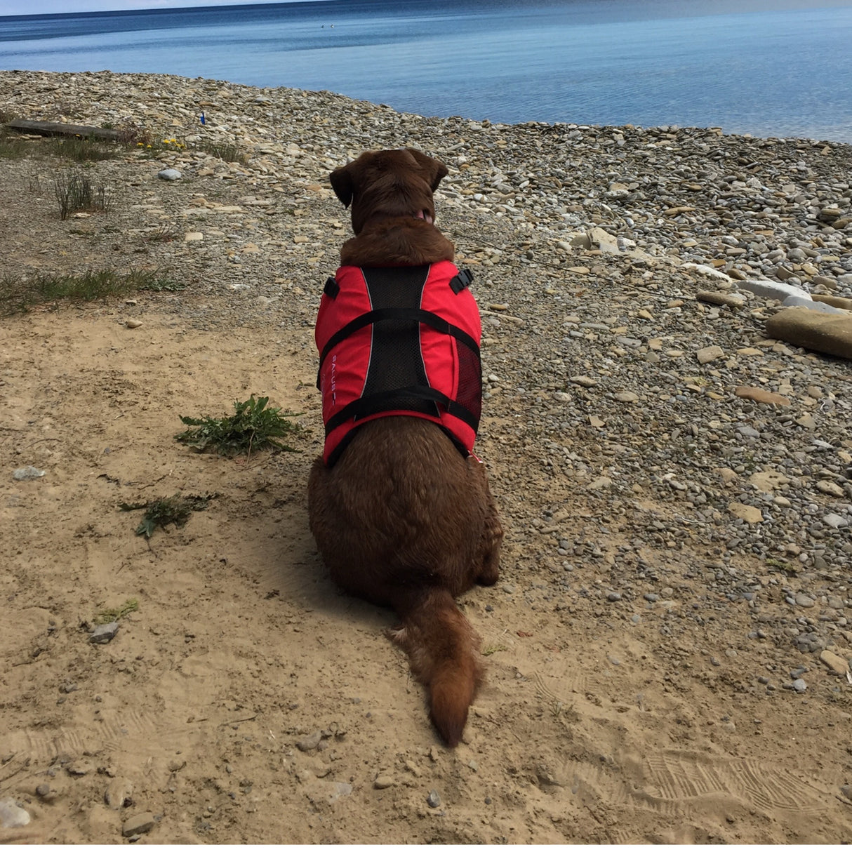 Dog wearing Salus vest looking at water.